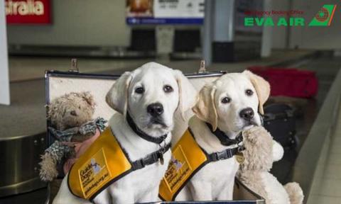 Chó đi máy bay EVA Air được không? Hướng dẫn toàn tập từ a-z